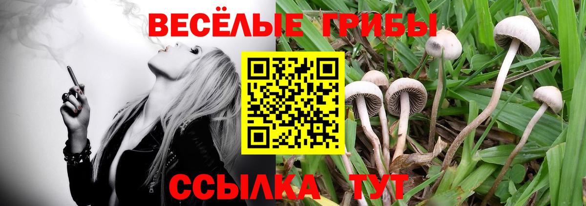 Псилоцибиновые грибы Cubensis Барабинск